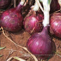 Hot sale 2019 harvest quality Chinese vegetable hybrid red onion seeds
